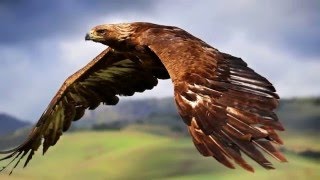 Nostradameus - Without Your Love (HD 1080p)