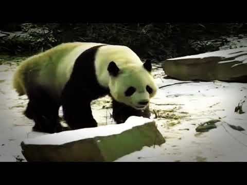4 Unbelievable Moments Caught at The Zoo! Video