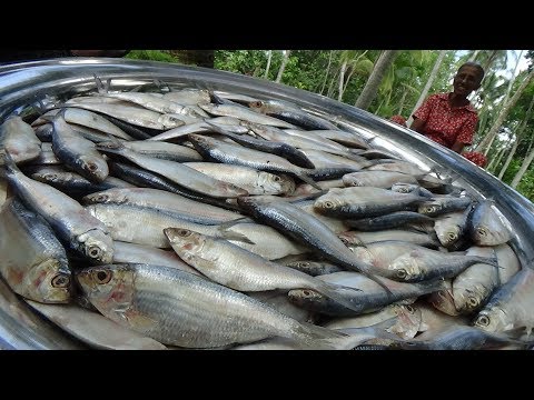 download lagu mp3 mp4 Bogue Fish Recipe, download lagu Bogue Fish Recipe gratis, unduh video klip Bogue Fish Recipe