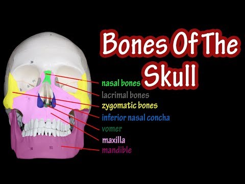 Bones Of The Skull Labeled - Anatomy Of The Skull And Facial Bones - Skull Anatomy Bones Video