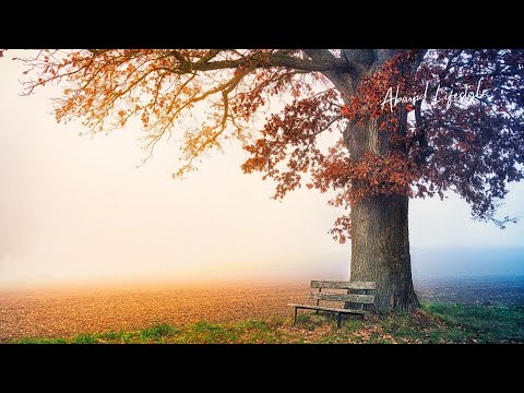 Detailed Sounds : Birds chirping Leaves Falling and Wind Chimes on a Late Autumn Afternoon | 8 hours