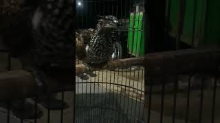 Download lagu suara burung tuwu yang bisa membuat burung tuwu lain langsung emosi mp3