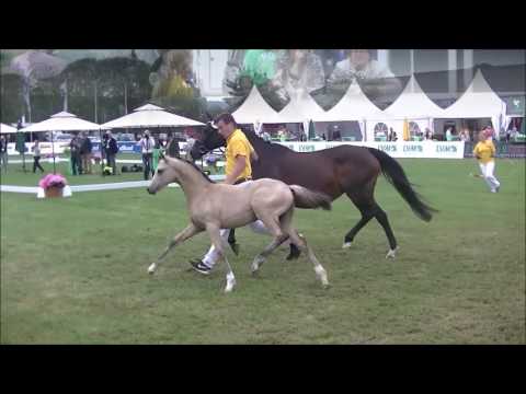 "Mr. Riös" v. FS Mr. Right x Kaiserjäger xx - Deutsches Fohlenchampionat in Lienen