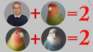Parrot Mathematics