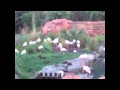 Flamingos At Animal Kingdom Lodge Disney