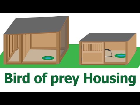 How to house a Bird of Prey | Where do Birds of Prey live | Where should i keep my hawk