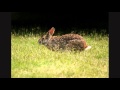 Mammals of the World: Swamp Rabbit 