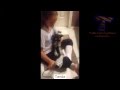 Anjing Dan Kucing Benci Pengering Rambut Kompilasi Hewan Lucu
