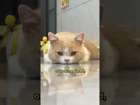 5 Signs Your Cat Is Too Hot 🔥🐱