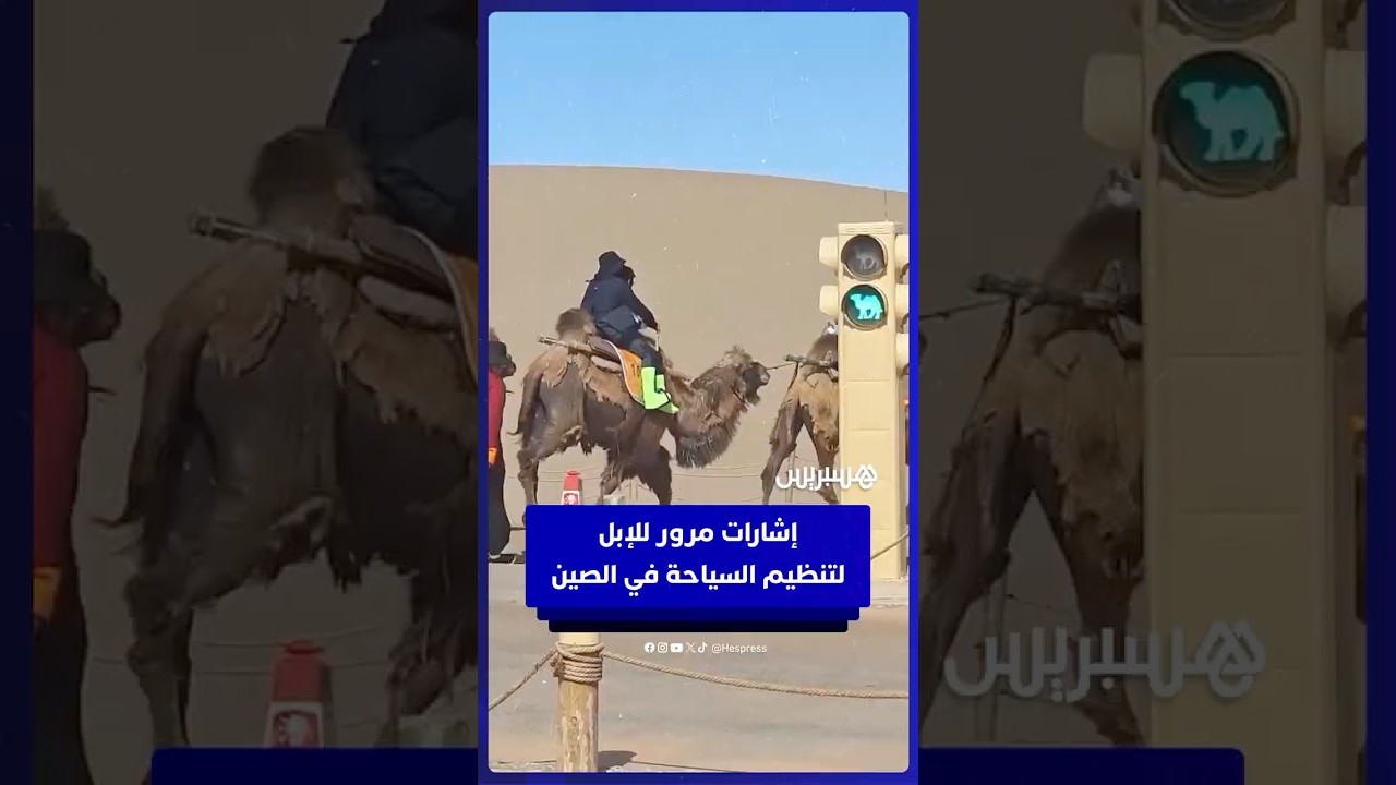 “إشارات مرور” للإبل  لتنظيم زحام السياح  في صحراء غوبي thumbnail