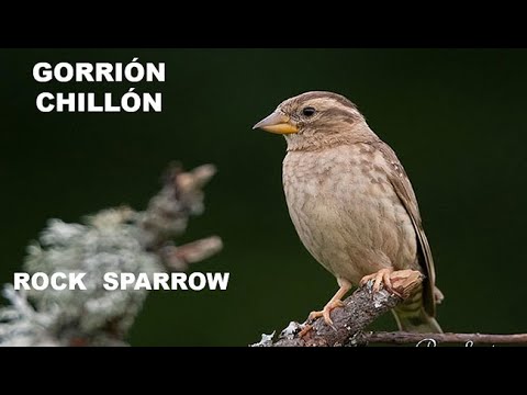 GORRIÓN CHILLÓN | ROCK SPARROW | Petronia