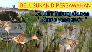 Download lagu 🔵 BELUSUKAN SORE DIPERSAWAHAN ‼️ Berburu burung tikusan@Serdang2_76 mp3