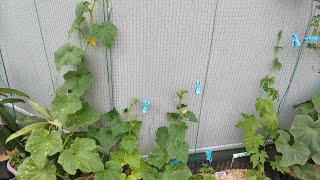 きゅうり栽培  残す芽 とる芽  2025-06-13