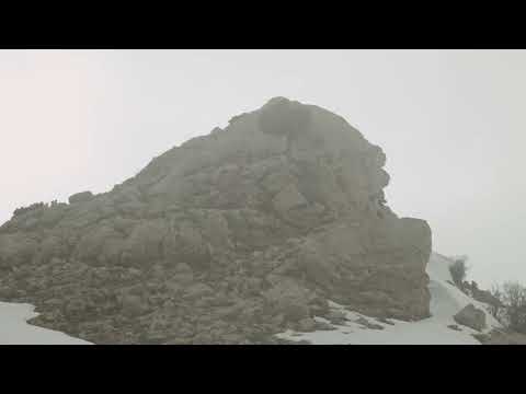 Memory within a Tree by Wassim Tanios - Trailer