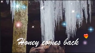 Honey comes back /  Glen Campbell《親愛的 回來吧!  》太好聽 !【中英字幕】