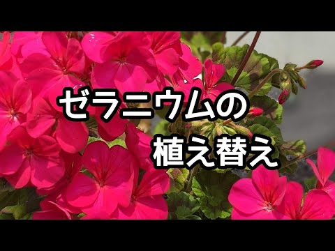 アイビーゼラニウム（Pelargonium peltatum）の挿し木はいつ、どのように行うのですか？チュートリアルとビデオ  庭園