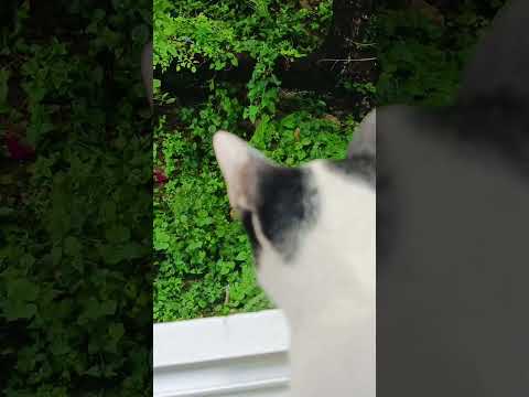 Cat and Mongoose 🐱/🦫#runia munia