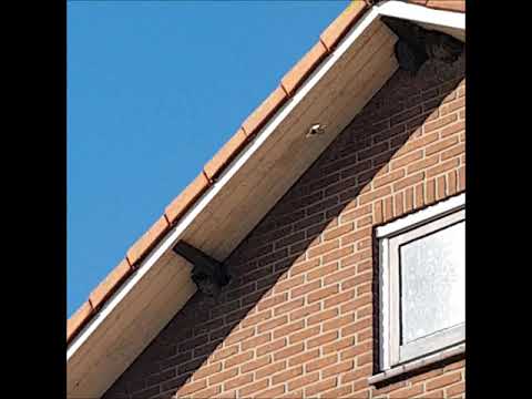 BOERDERIJ HAZENVELD, huiszwaluwen op de boerderij ***B&B/minicamping in het Groene Hart bij Utrecht!