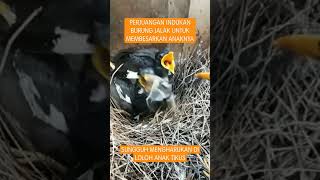 Download lagu PERJUANGAN INDUKAN BURUNG JALAK MELOLOH ANAKNYA DENGAN ANAK TIKUS #shortsvideo #burungjalak #burung mp3 Download lagu PERJUANGAN INDUKAN BURUNG JALAK MELOLOH ANAKNYA DENGAN ANAK TIKUS #shortsvideo #burungjalak #burung mp3