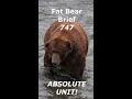 Brown Bear 747 is an Absolute Unit! #shorts