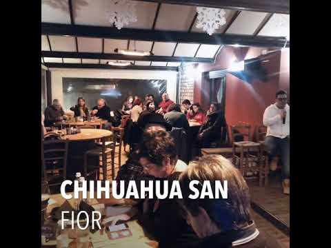 2020/01/26 Domenica Chihuahua con Marica