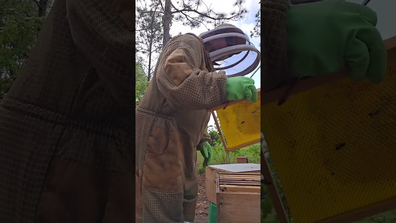 Hive 1 checking for queen 4/4/26