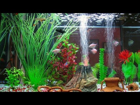 Best Aquarium Decoration at low price