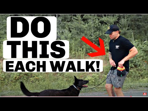 Do These 5 Dog Training Exercises Before Each Walk