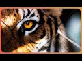 The World Behind Tiger King Inside America S Captive Tiger Trade