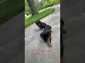 Rottweiler dogs for sale: Fritz - Video 1