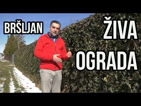 Živa ograda - bršljan