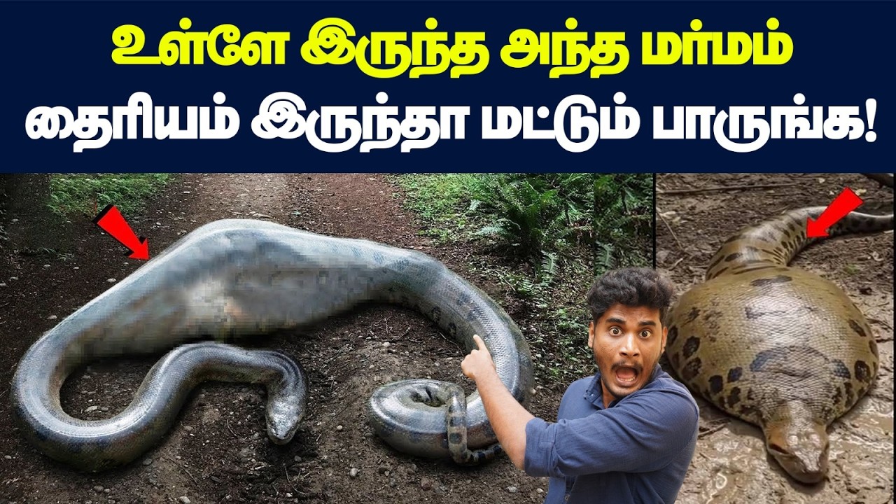 😱🤯Anacondas: இதயம் பலவீனமானவங்க 40 seconds-அ skip பண்ணிடுங்க! | How do Anacond