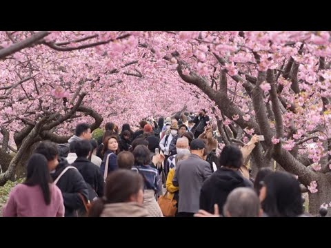 Video Thumbnail: Thousands flock to see cherry blossoms in Japan's Kazawu | AFP