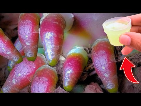 The real treasure of orchids! Immediately took root and bloomed super flowers