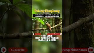Download lagu [TERBARU] Suara Burung Poksay Hongkong Gacor Di Alam Liar | Pikat & Pancingan Terbaik mp3