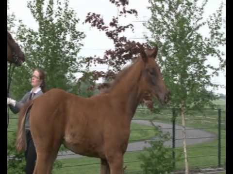 Belissimo - Weltmeyer