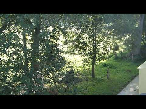 Concert of cows at their best / Kühe  muhen in Hochform