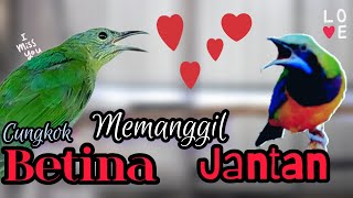 Download lagu 🔴cucak CUNGKOK betina memanggil jantan full video suara jernih‼️ mp3