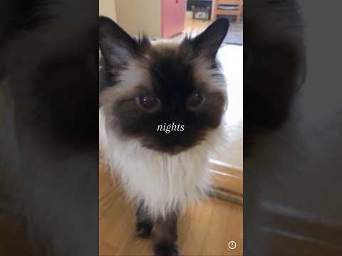 Jag saknar dig Zingo hoppas du har det bra i himmelen