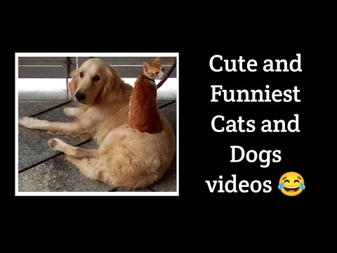 ನಾಯಿ ಮತ್ತು ಬೆಕ್ಕಿನ ಮುದ್ದಾದ ತುಂಟಾಟಗಳು / Funniest Cats and Dogs short video's
