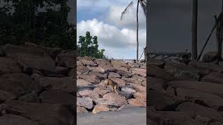 Download lagu #lagu #musik #musikhiburan mp3