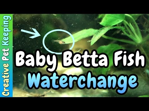 Two Week Old Baby Betta Fish  | STARTING WATER CHANGES