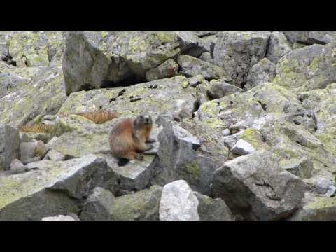 MARMOT IN THE HIGH TATRAS - ŚWISTAK W TATRACH WYSOKICH 2 CLOSE-UP