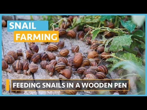 Snail Farming Lesson 1 Introduction