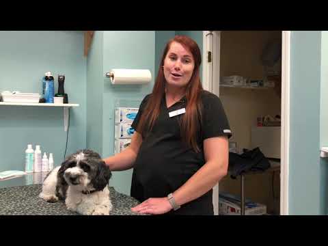 Dog Skin Health