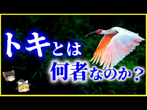タビーについて詳しく解説