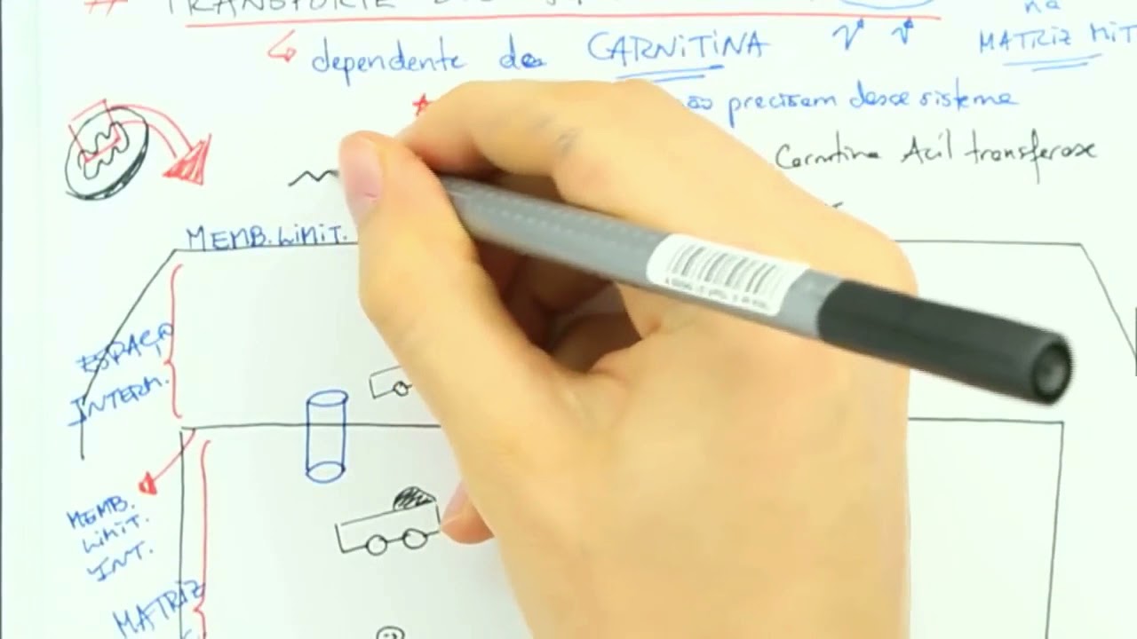 CARNITINA E TRANSPROTE ÁCIDOS GRAXOS - MUITO FÁCIL!
