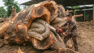 Life Threatening Tree Felling ‼ Only the Sawmill Dared to Cut It Down . clean up trees before storm