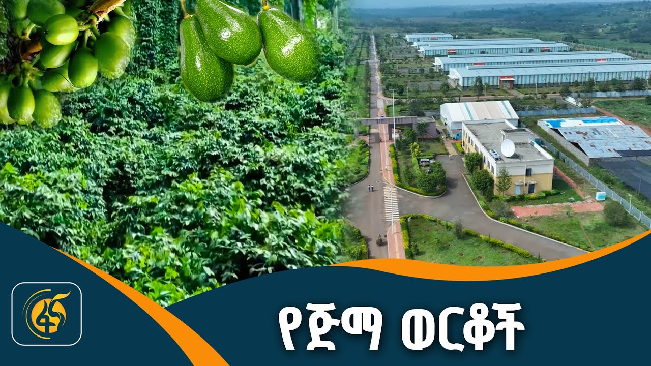 የሰላም ደሴቷ ከተማ