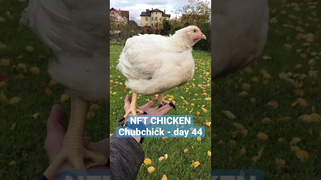 The most unique chicken in the world!!! NFT Chicken - Chubchick. Day 44 #nft #nfts #fyp #fun #funny